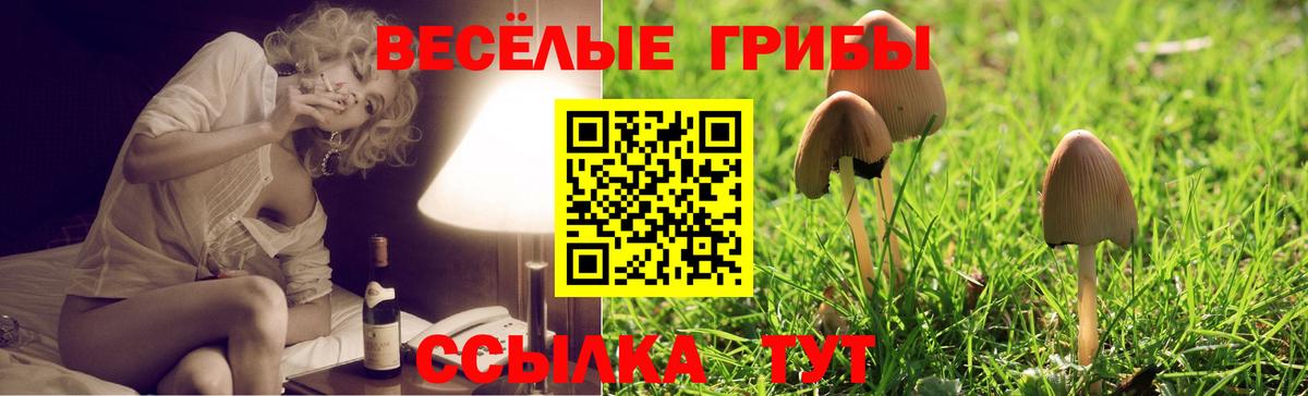 Псилоцибиновые грибы Psilocybe  Галлюциногенные грибы GOLDEN TEACHER  Сызрань  Вход с VPN 